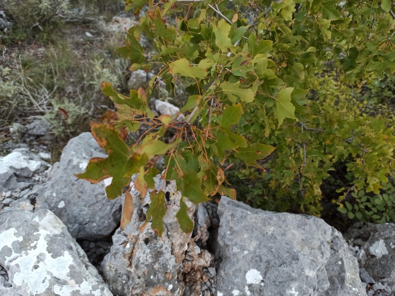 Acer hyrcanum subsp. intermedium photo 7