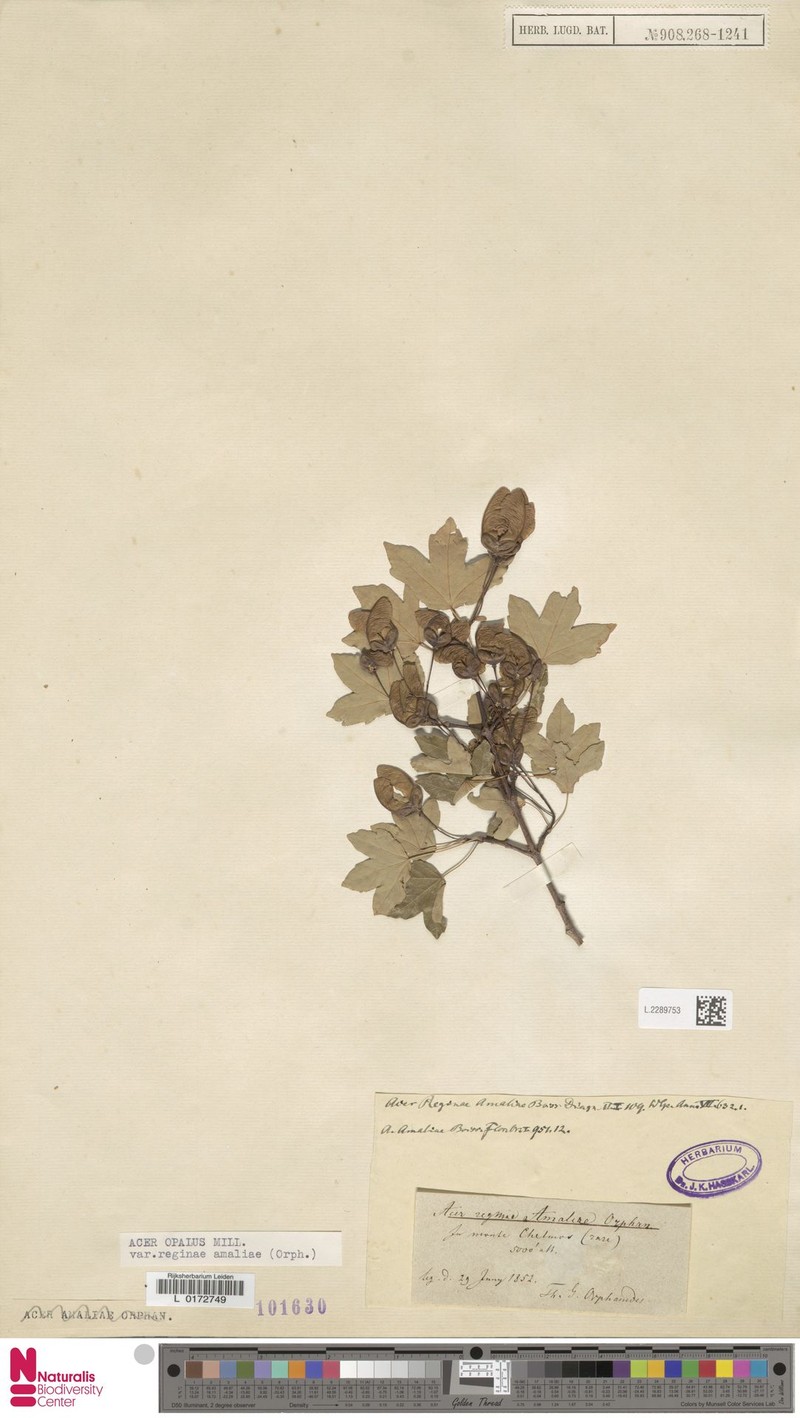 Acer hyrcanum subsp. reginae-amaliae photo 2