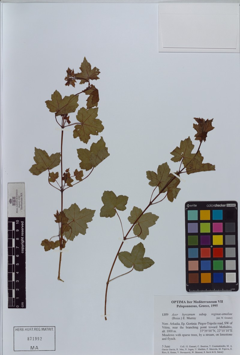 Acer hyrcanum subsp. reginae-amaliae photo 3