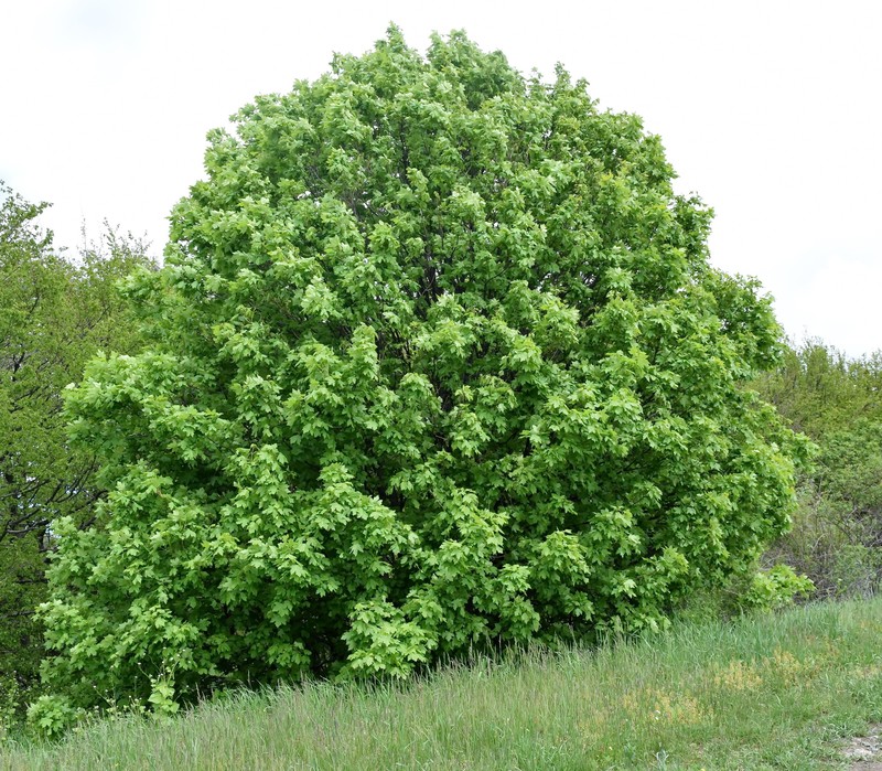 Acer hyrcanum subsp. stevenii photo 2