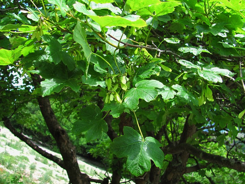 Acer hyrcanum subsp. stevenii photo 3