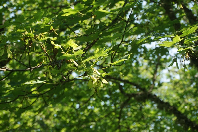 Acer hyrcanum subsp. stevenii photo 4