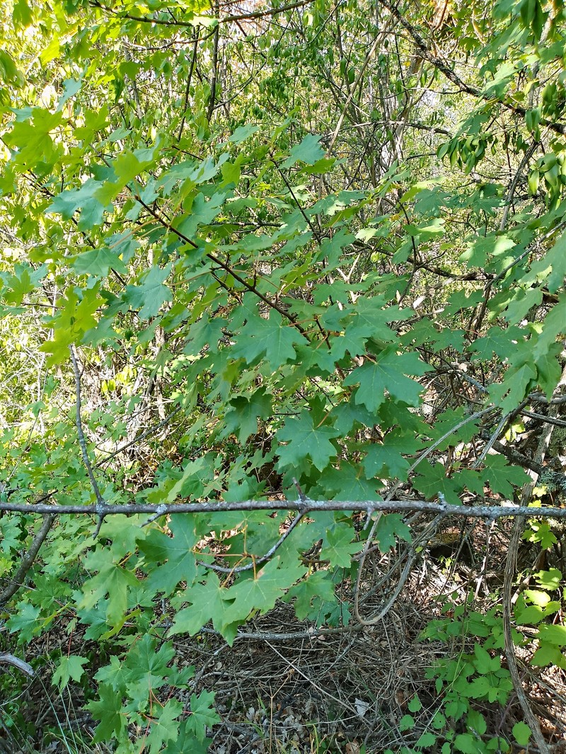 Acer hyrcanum subsp. stevenii photo 6