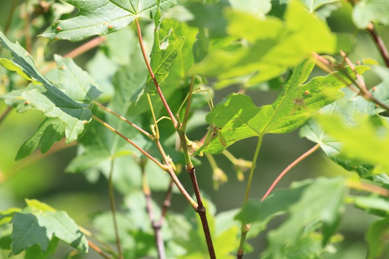 Acer hyrcanum subsp. stevenii photo 7