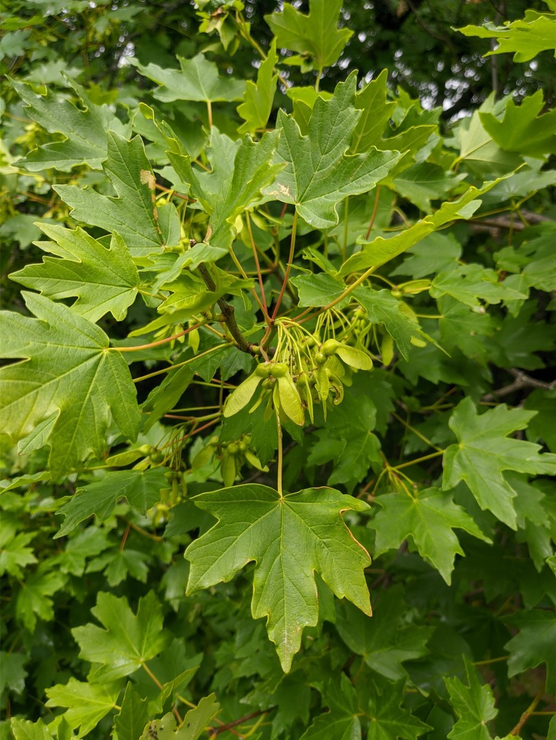 Acer hyrcanum subsp. stevenii photo 8