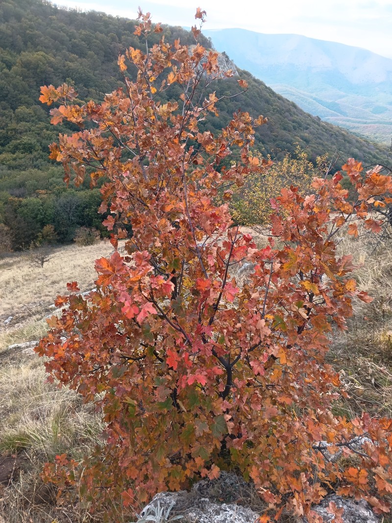 Acer hyrcanum subsp. stevenii