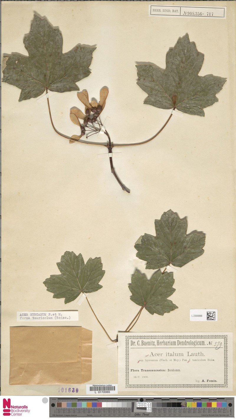 Acer hyrcanum subsp. tauricola