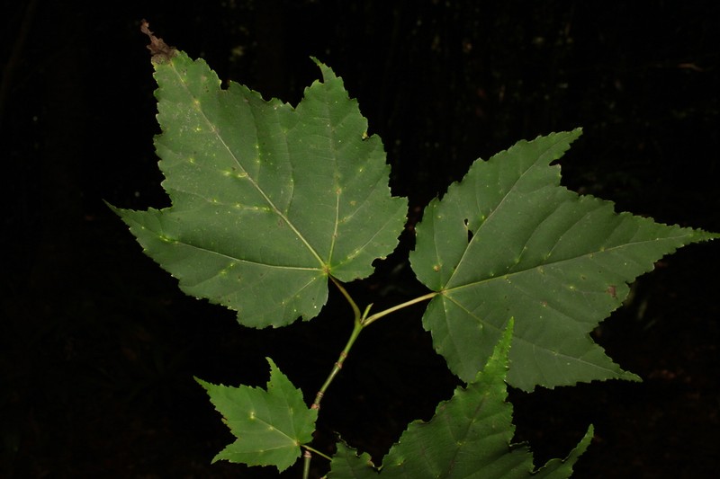 Acer insulare
