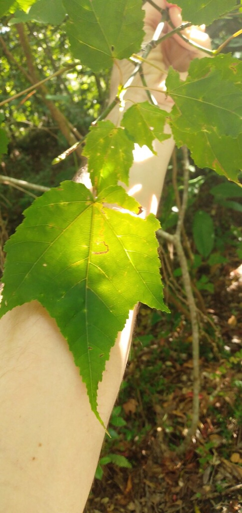 Acer insulare photo 2