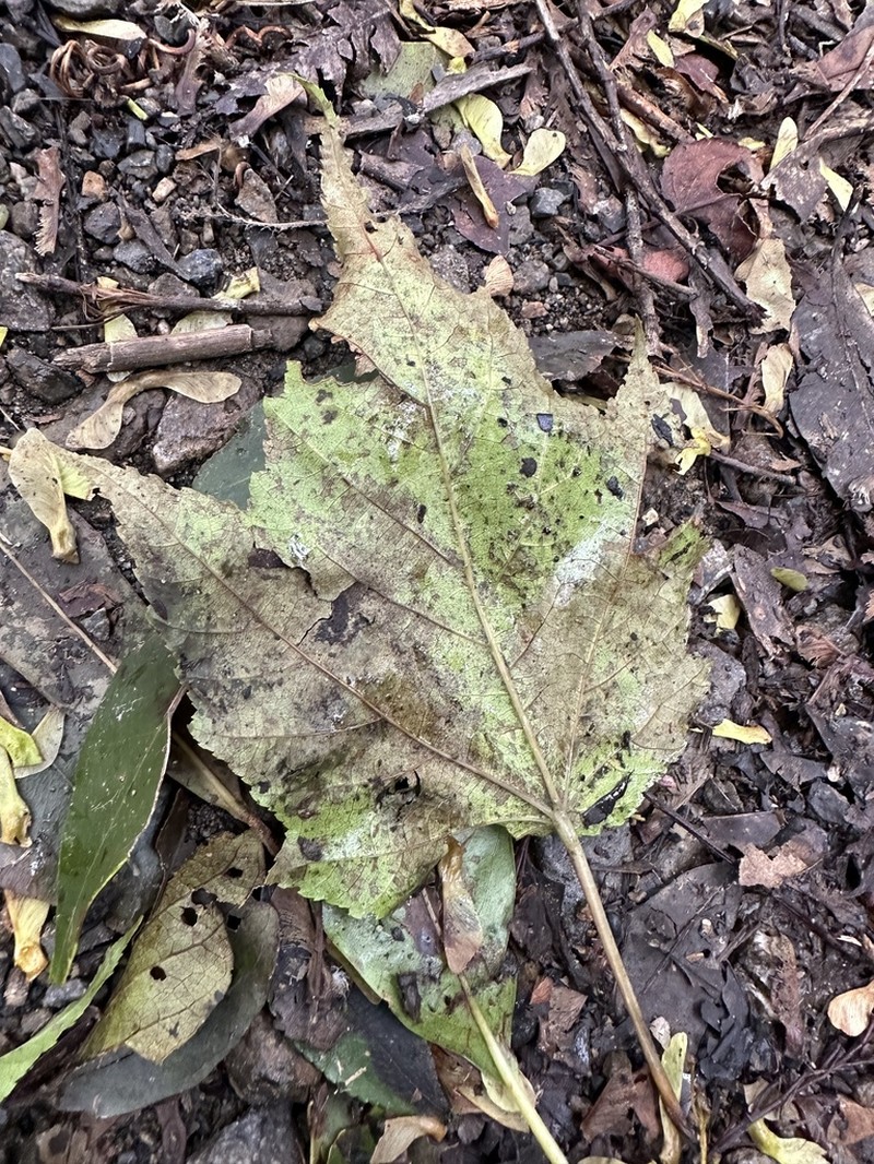 Acer insulare photo 3