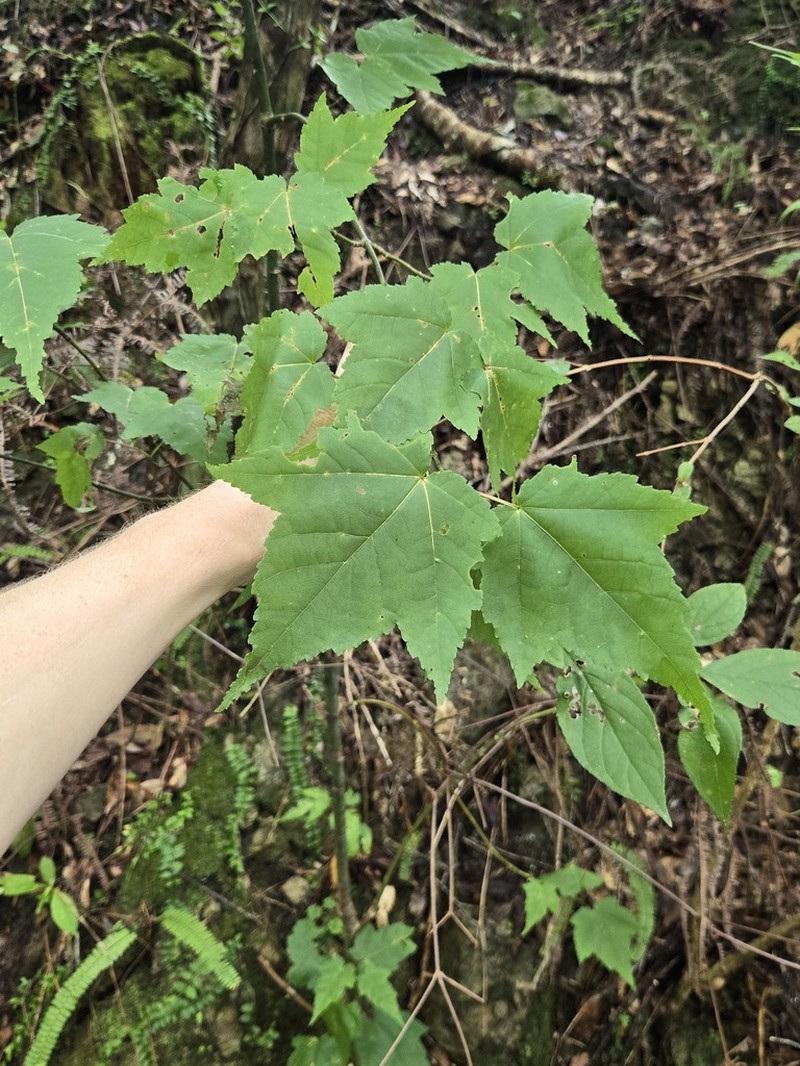 Acer insulare photo 4