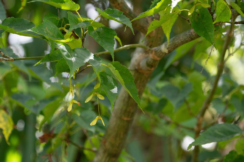 Acer insulare photo 7
