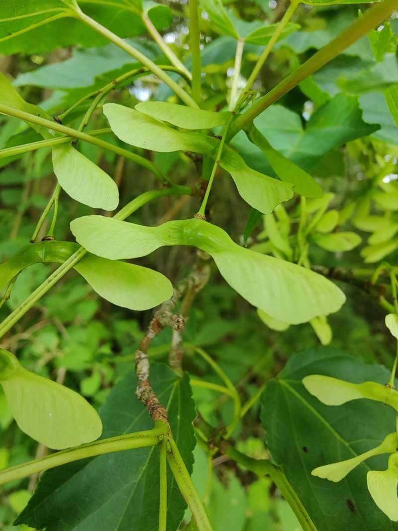 Acer insulare photo 8