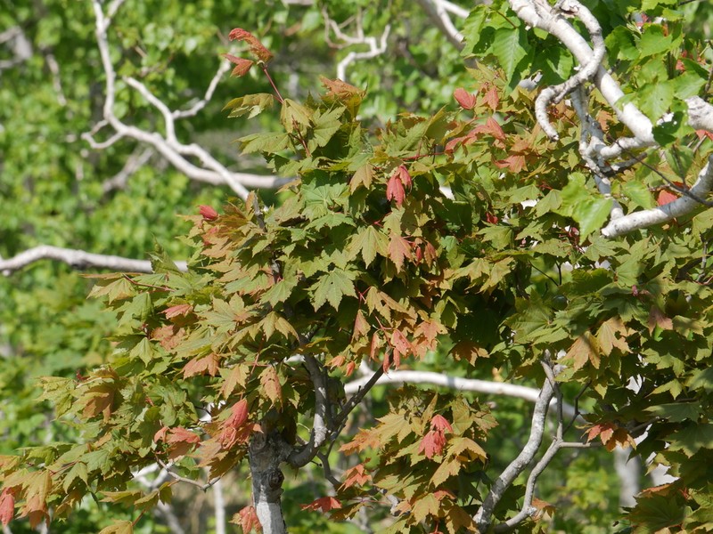 Amur Maple photo 3
