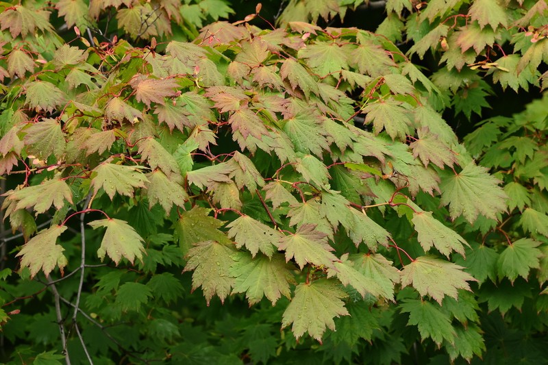 Amur Maple photo 4
