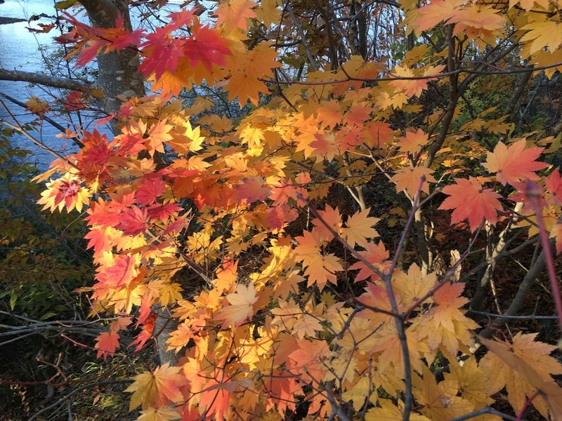 Amur Maple photo 5