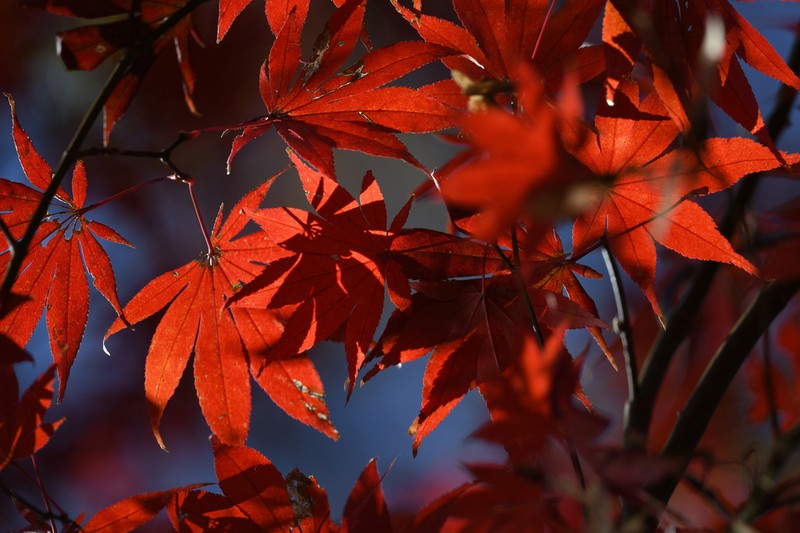 Amur Maple photo 6