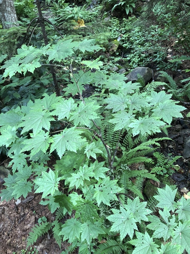Amur Maple photo 7