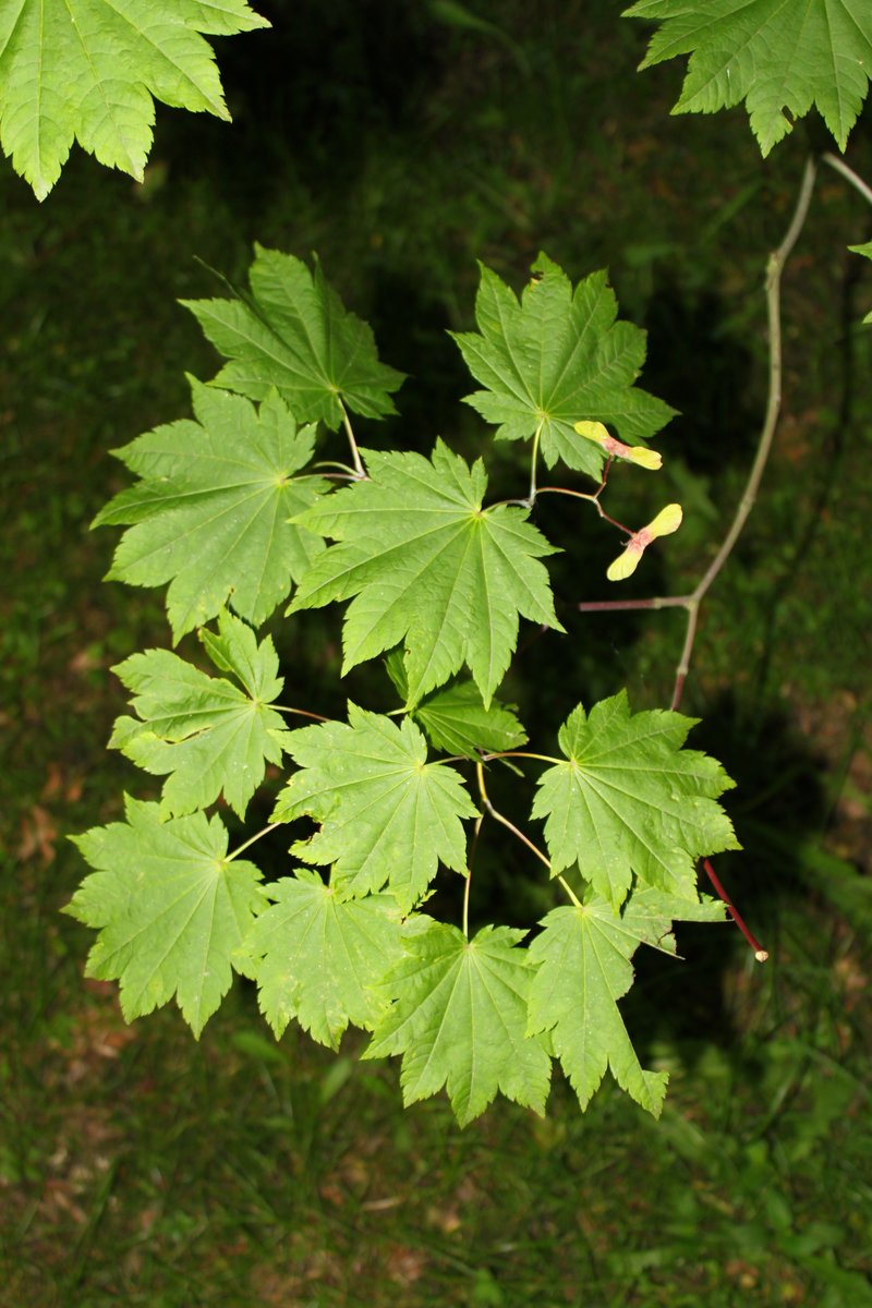Amur Maple photo 3