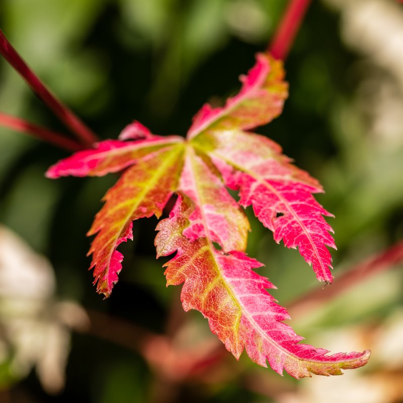 Amur Maple photo 6
