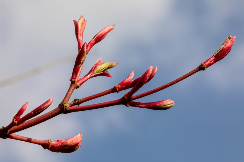 Amur Maple photo 7