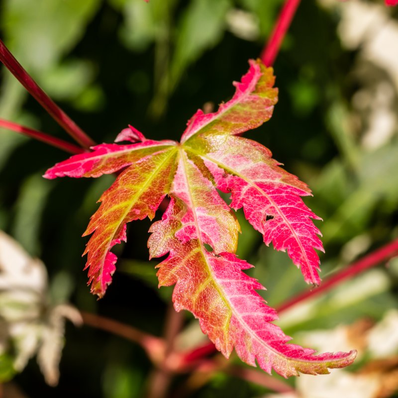 Amur Maple photo 8
