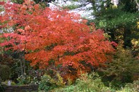 Amur Maple