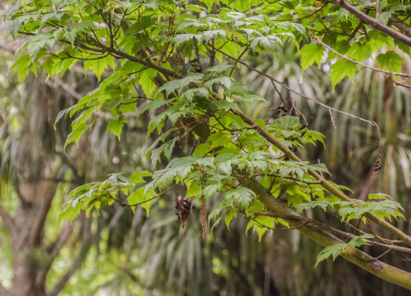 Acer komarovii