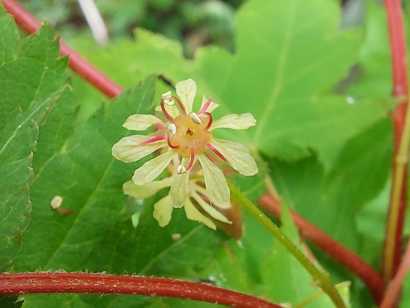 Acer komarovii photo 2
