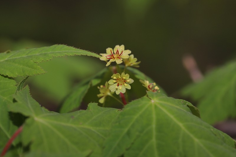 Acer komarovii photo 3