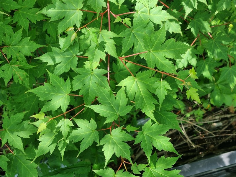 Acer komarovii photo 4