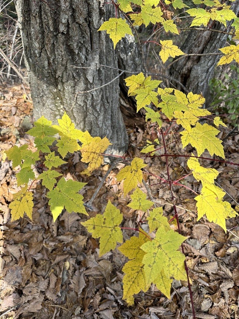 Acer komarovii photo 5