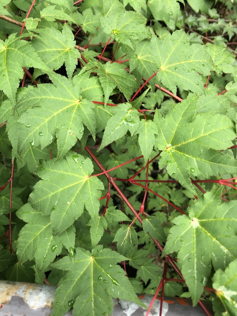 Acer komarovii photo 6