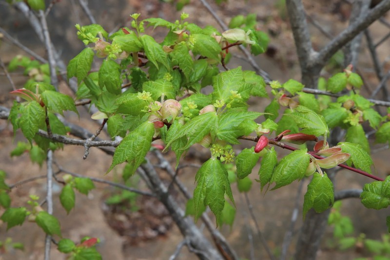 Acer komarovii photo 7