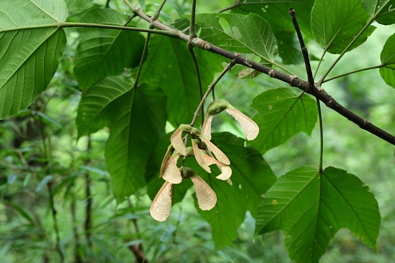 Acer kungshanense photo 4