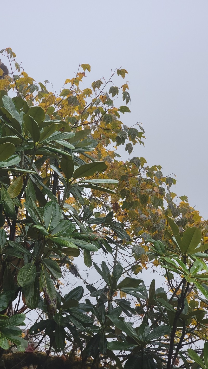 Acer kungshanense photo 5