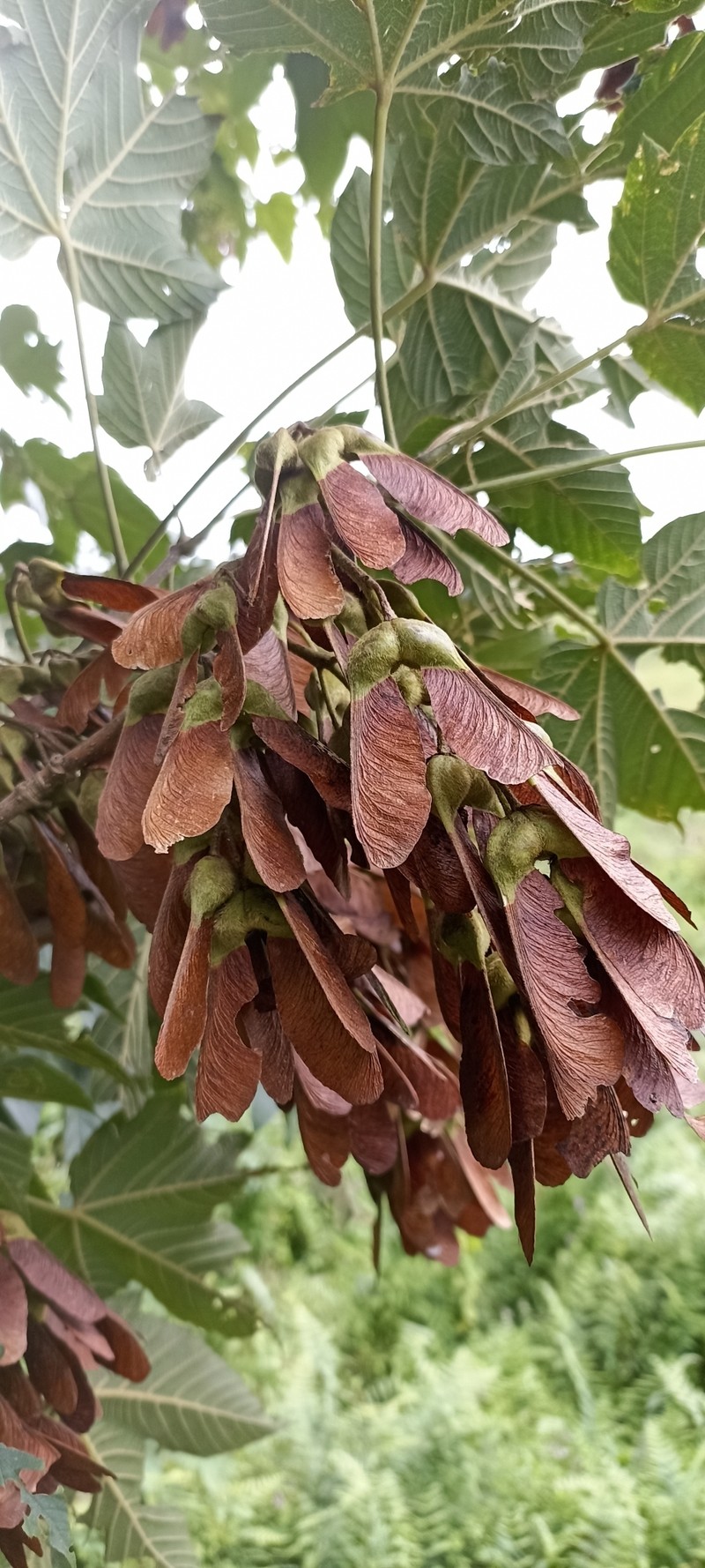 Acer kungshanense photo 7
