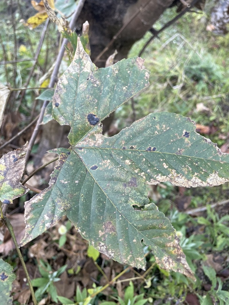 Acer kungshanense photo 8