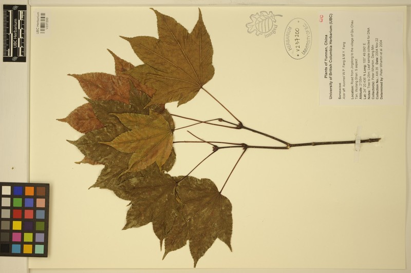 Acer kuomeii photo 6