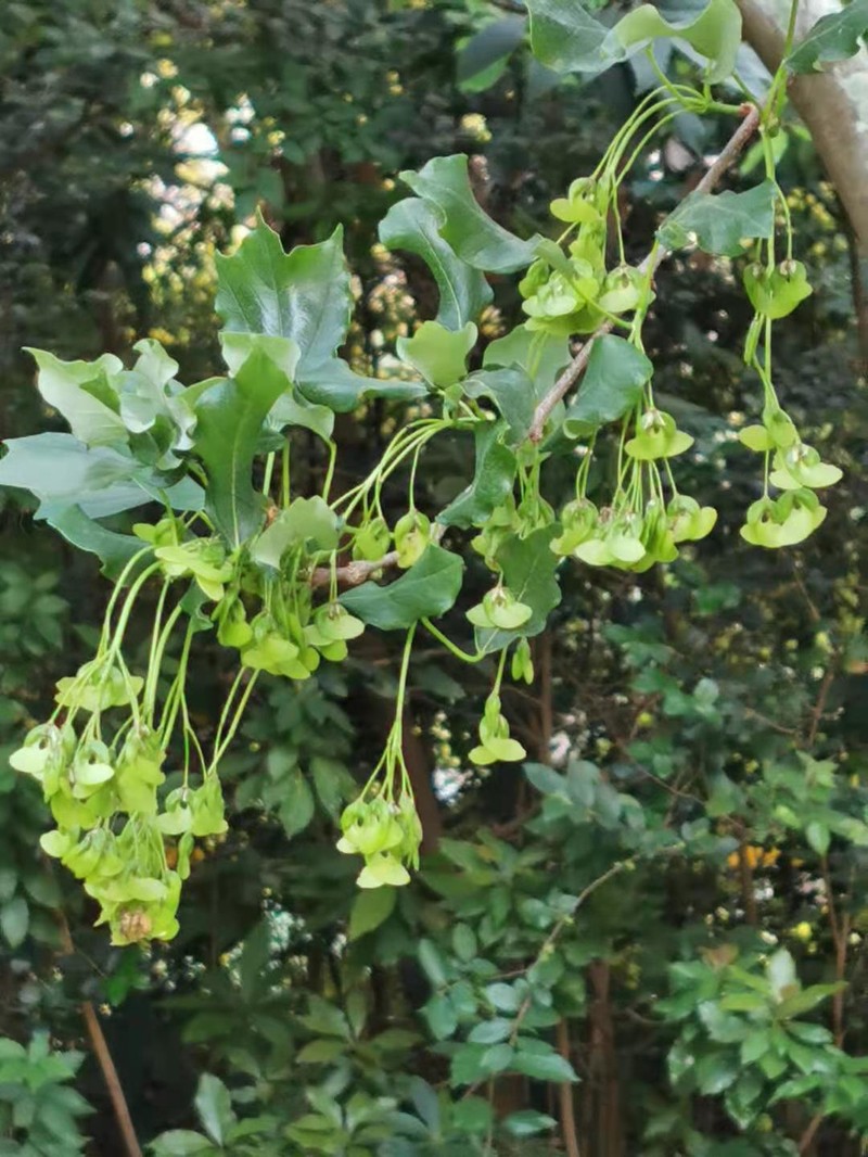 Acer kwangnanense photo 2