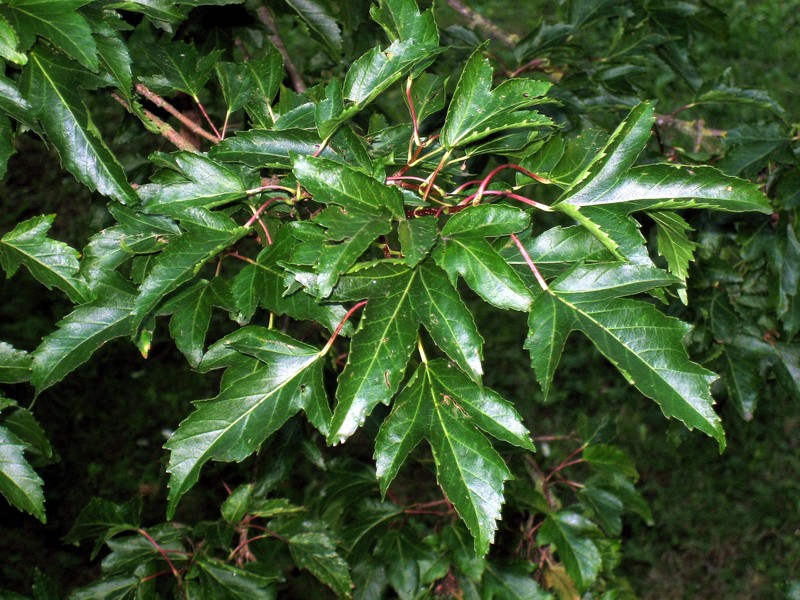 Acer kwangnanense photo 5