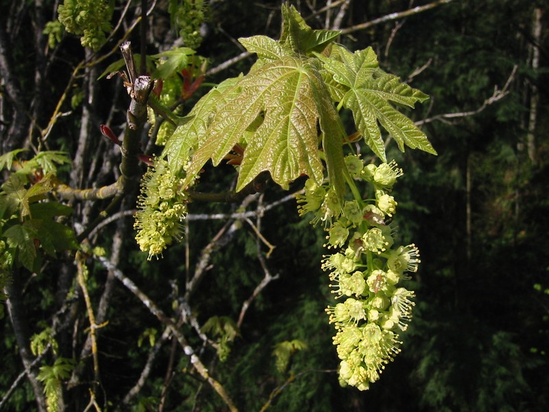 Acer kwangnanense photo 7