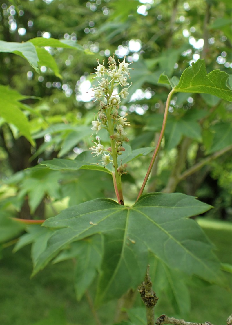 Acer kweilinense