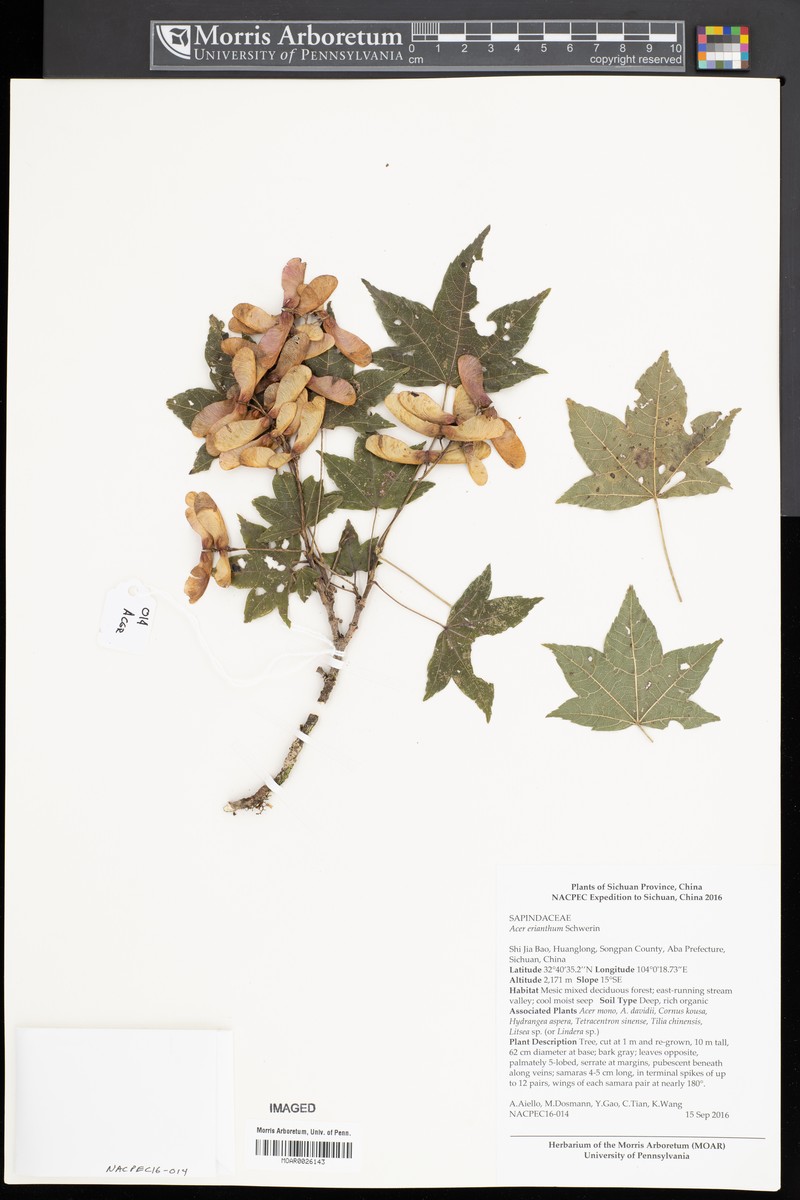 Acer kweilinense photo 3