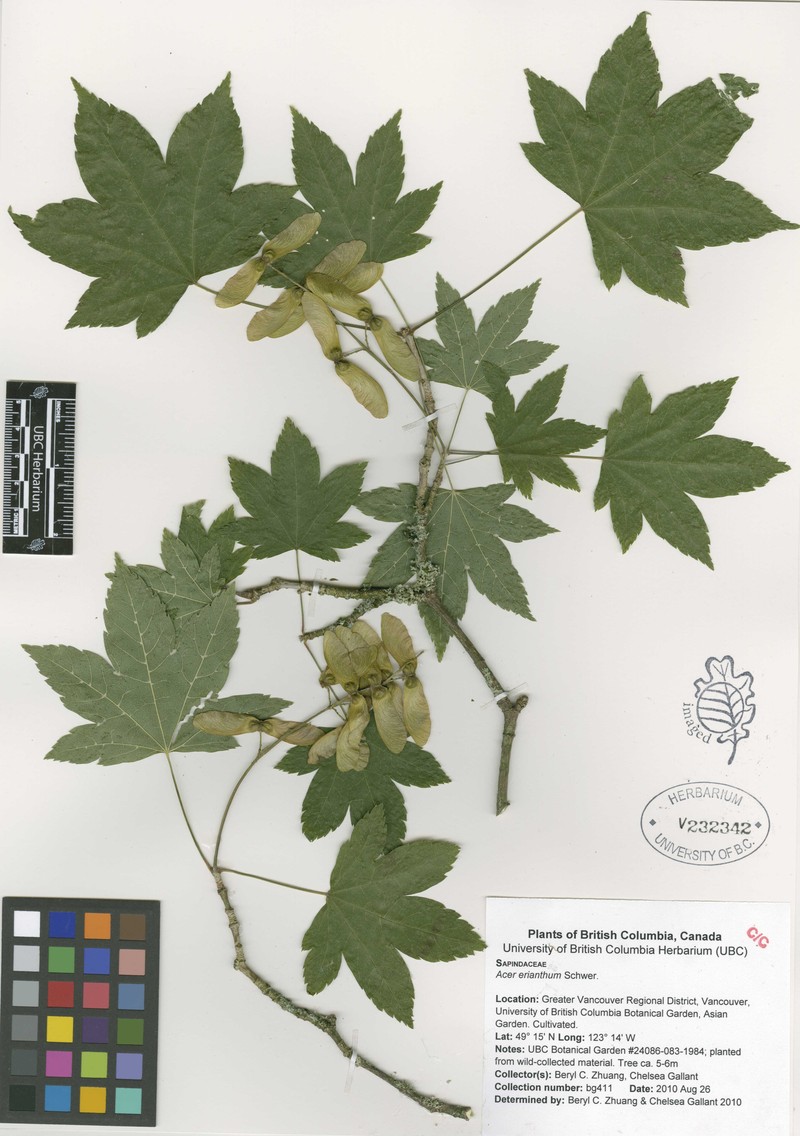 Acer kweilinense photo 5