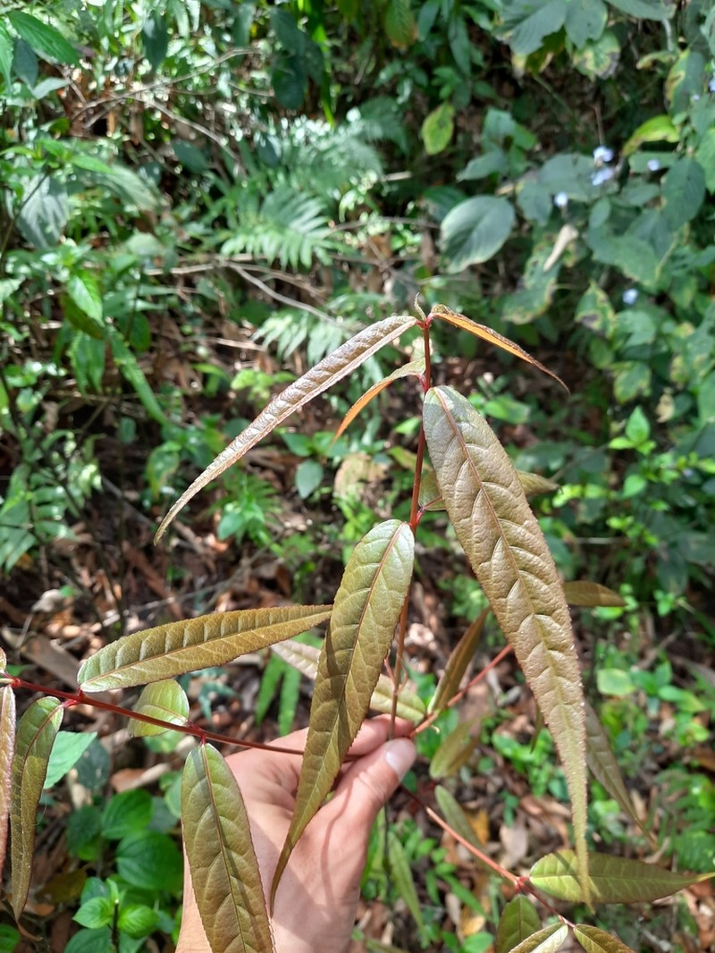 Acer laevigatum photo 2