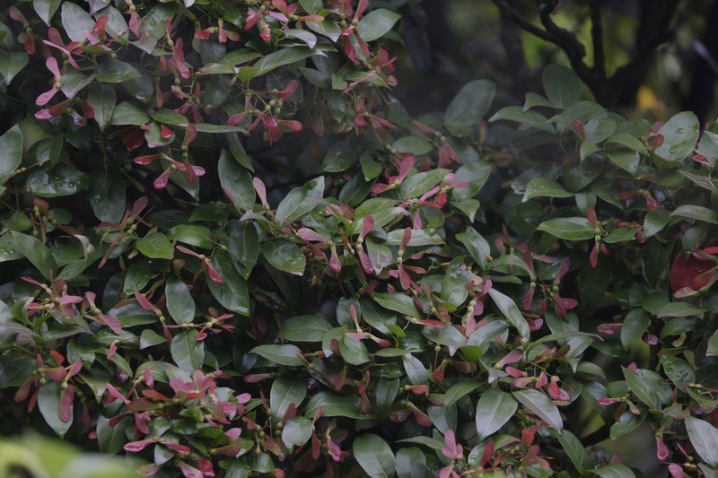 Acer laevigatum photo 3