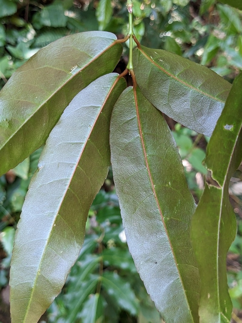 Acer laevigatum photo 4