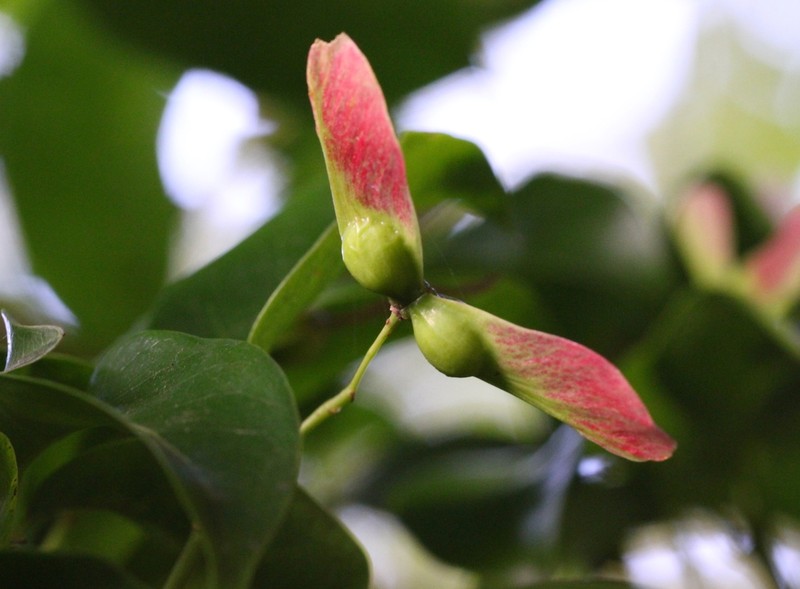 Acer laevigatum photo 5