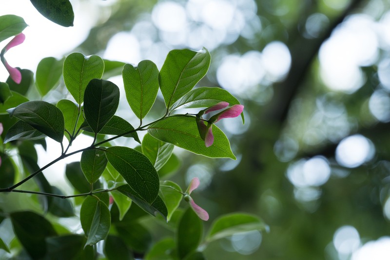 Acer laevigatum photo 7